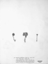 Pseudoclitocybe cyathiformis image